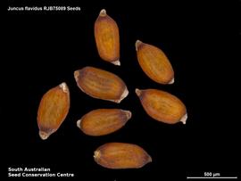   Seeds:   Juncus flavidus ; Photo by South Australian Seed Conservation Centre, used with permission
